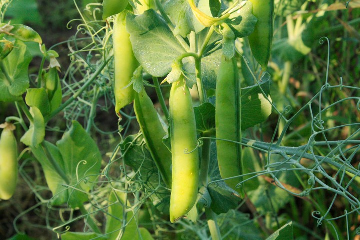 Nova zahrada - co sadit v juli